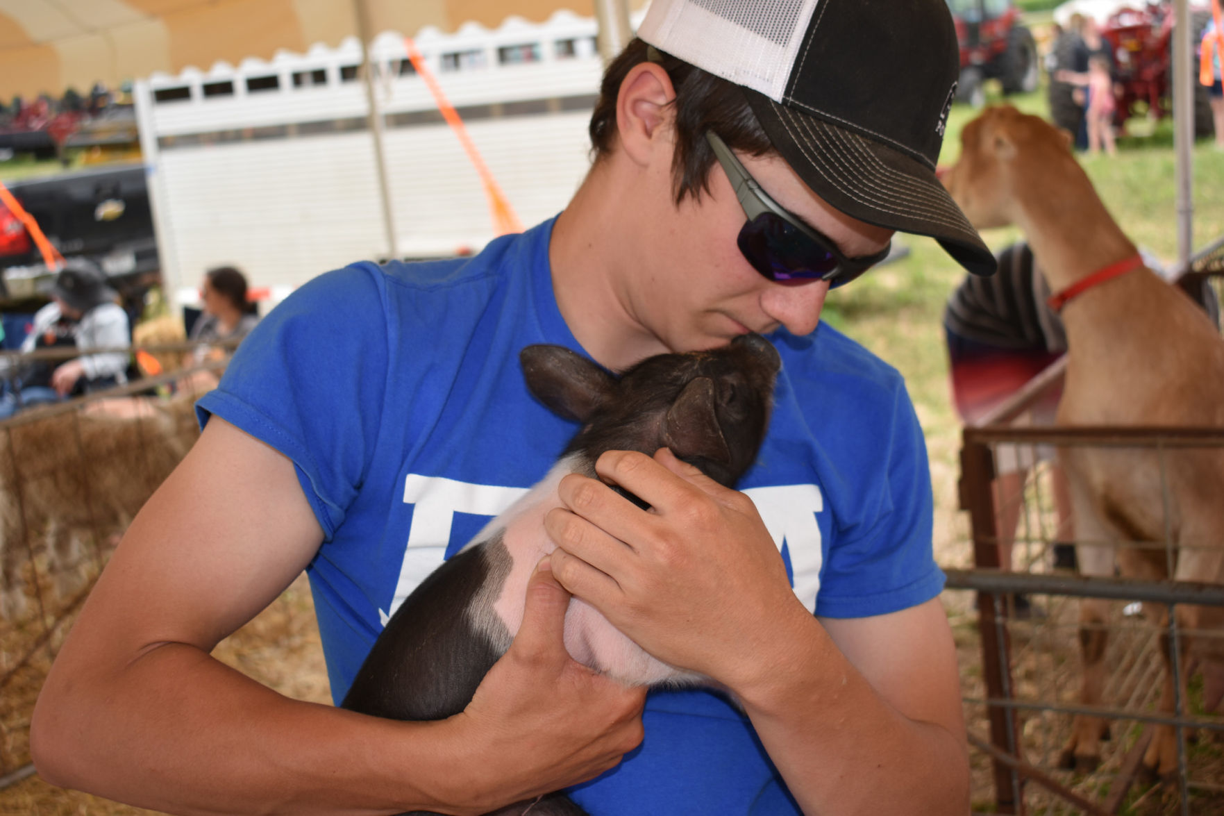 Baby Hampshire